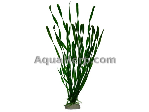 Plastic Plant Vallisneria 50cm