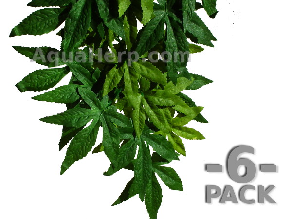 Terrarium plant Abutilon 50cm / 6-PACK