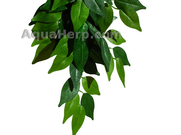 Terrarium plant Ficus 50cm