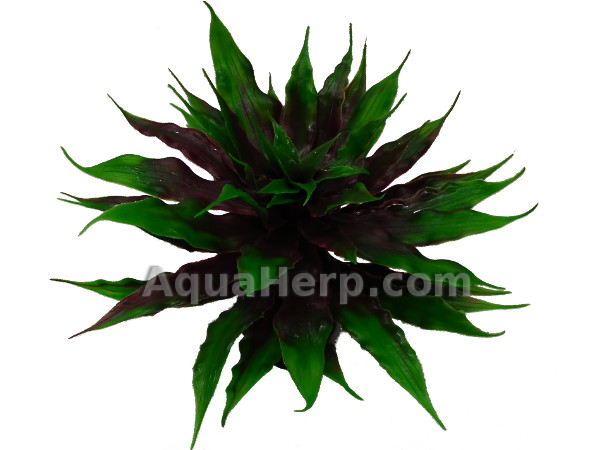 Earth Star Bromeliad Green 22cm