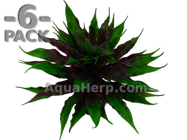 Earth Star Bromeliad Green 22cm / 6-PACK