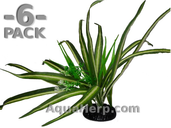 Spider Plant 32cm / 6-PACK
