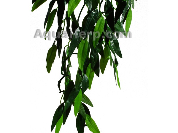 Terrarium plant Ruscus 50cm
