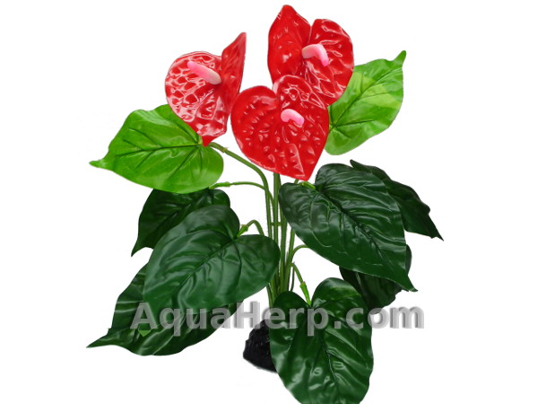 Anthurium Bush 30cm