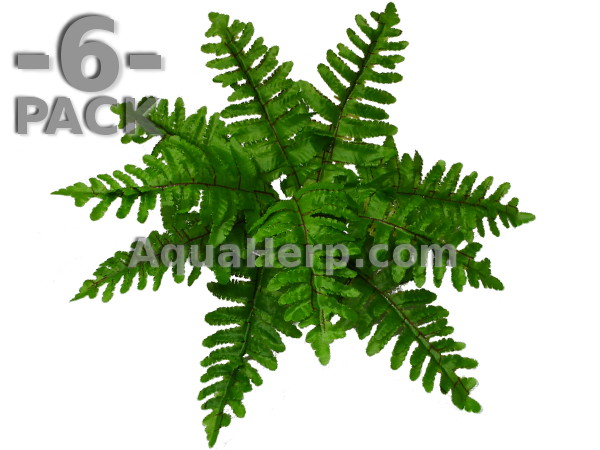 Boston Fern 33cm / 6-PACK