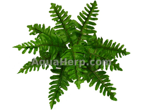 Boston Fern 33cm