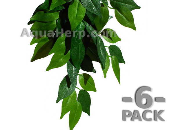 Terrarium plant Ficus 50cm / 6-PACK