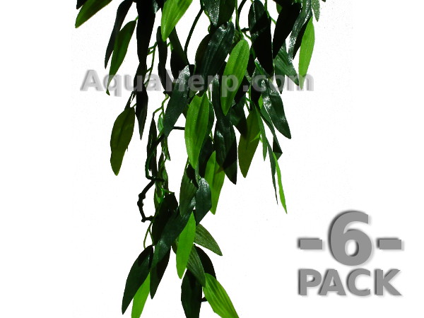Terrarium plant Ruscus 50cm / 6-PACK