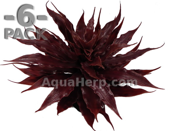 Earth Star Bromeliad Red 22cm / 6-PACK