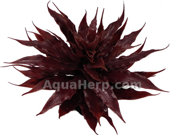 Earth Star Bromeliad Red 22cm