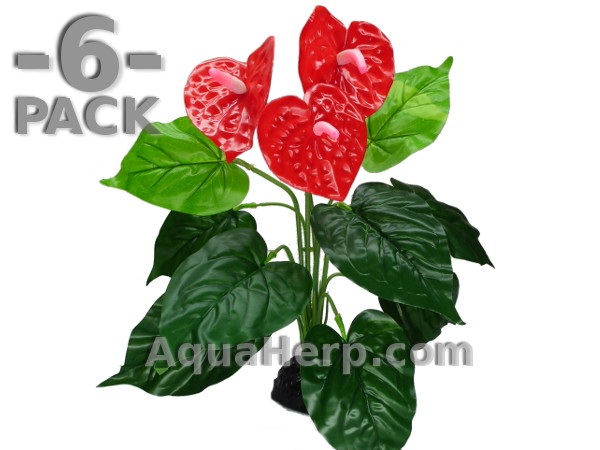 Anthurium Bush 30cm / 6-PACK