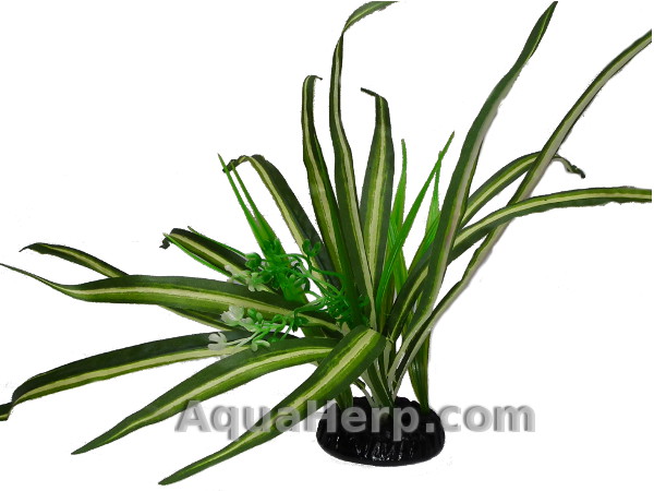 Spider Plant 32cm